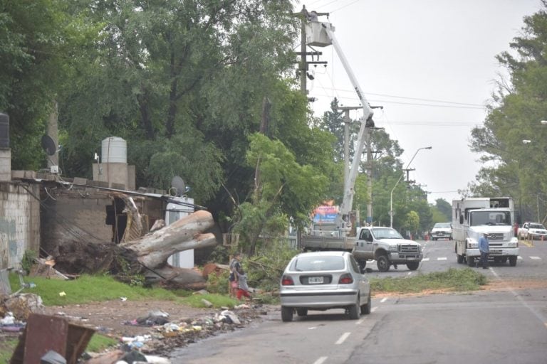 Cayó un árbol durante la tormenta en Cerveceros.