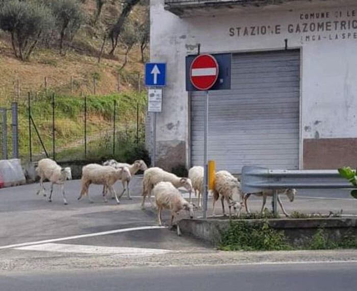 En las calles de Italia aparecieron ovejas.