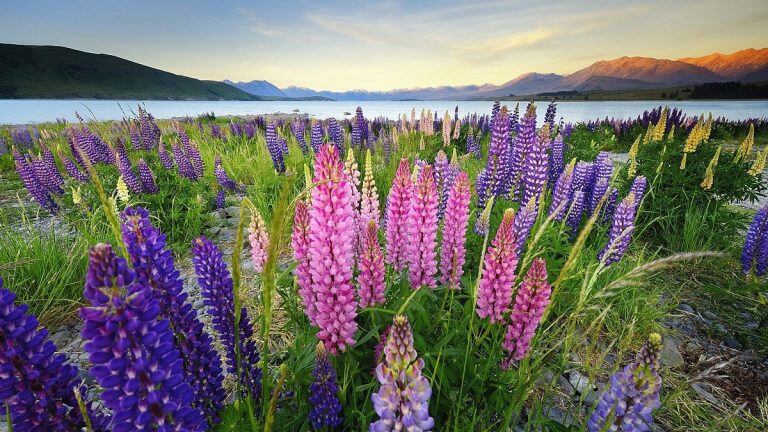 Lupinos en Ushuaia.