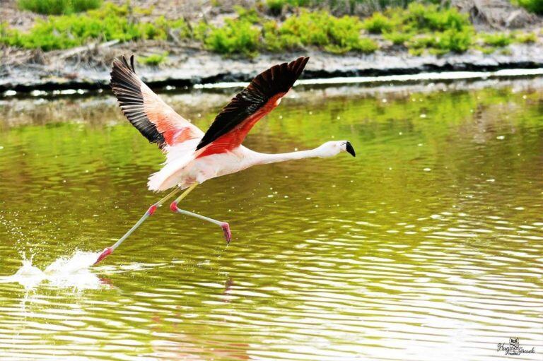 Flamencos en Miramar de Ansenuza