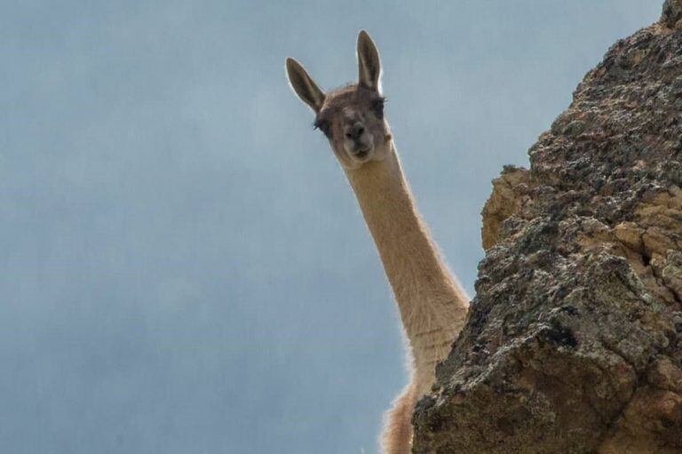 perito moreno guanaco