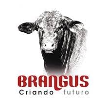 Brangus