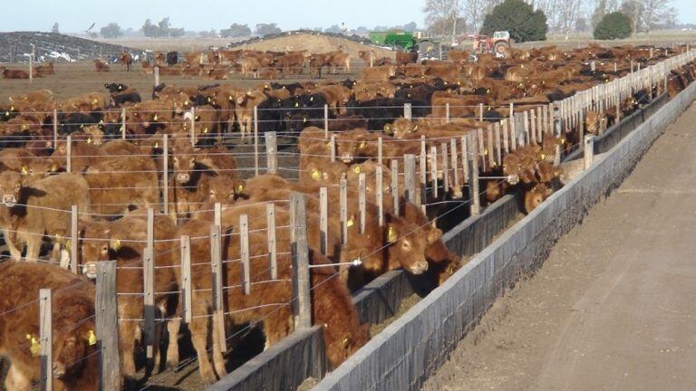 Feedlot Nicanor en San Luis.