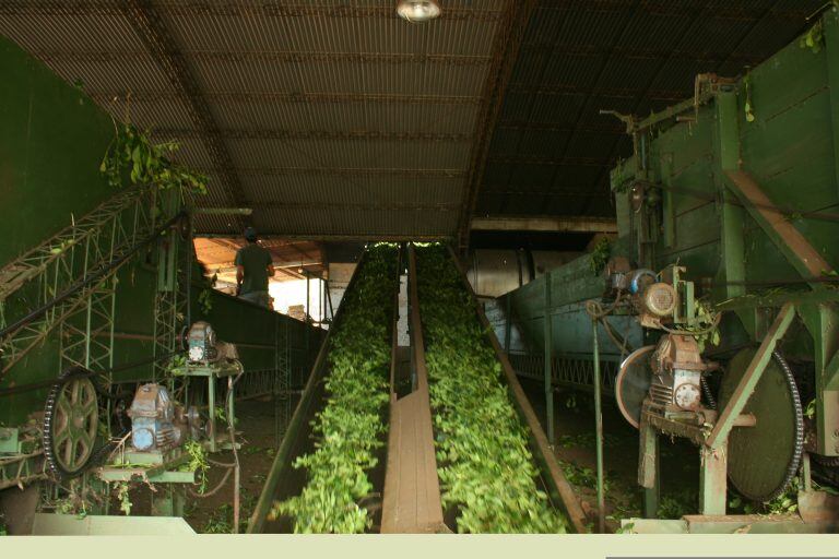 Secadero de yerba mate en Misiones. (CIMECO)