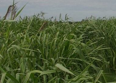 Panicum Maximum Gatton - Gatton panic.
Una de las especies megatérmicas de mayor rendimiento