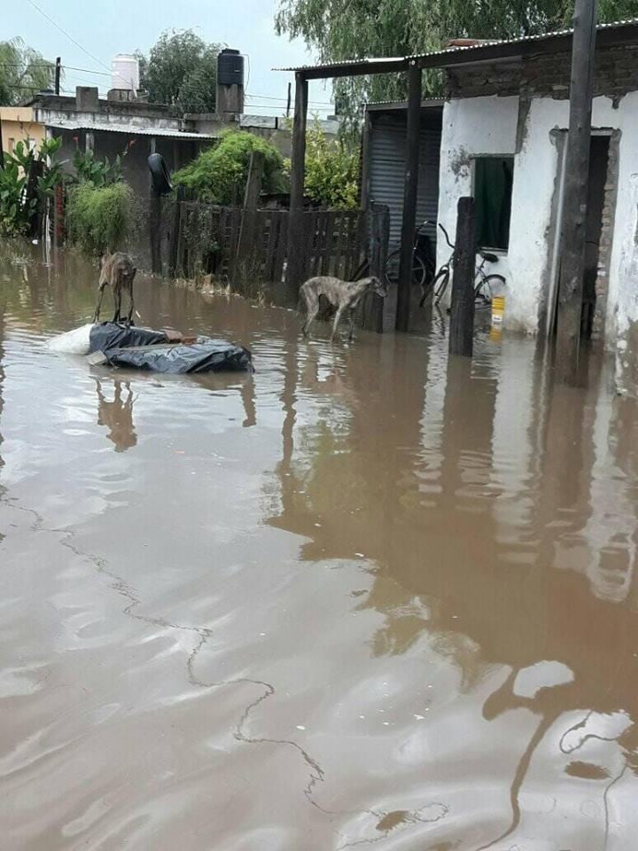 Barrio "La Fortuna" de Leones.