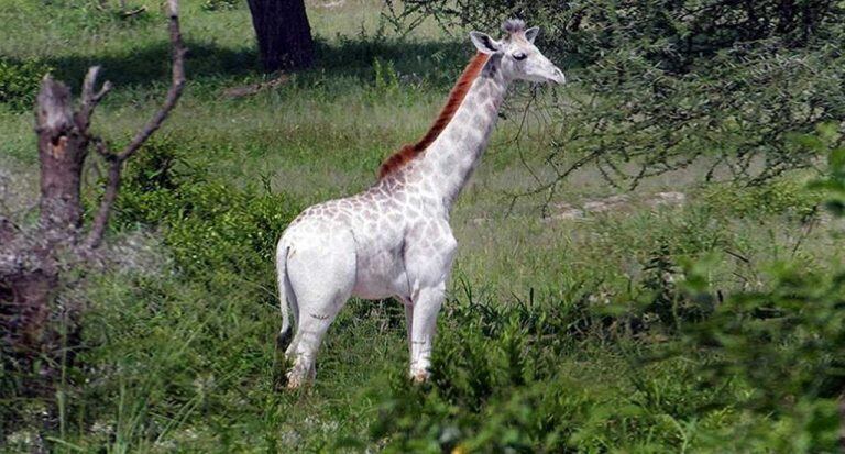 Los restos de las jirafas blancas fueron hallados por guardabosques y locales.