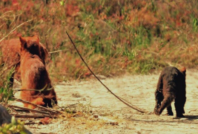 Una pareja de Jaguarundi y su cría