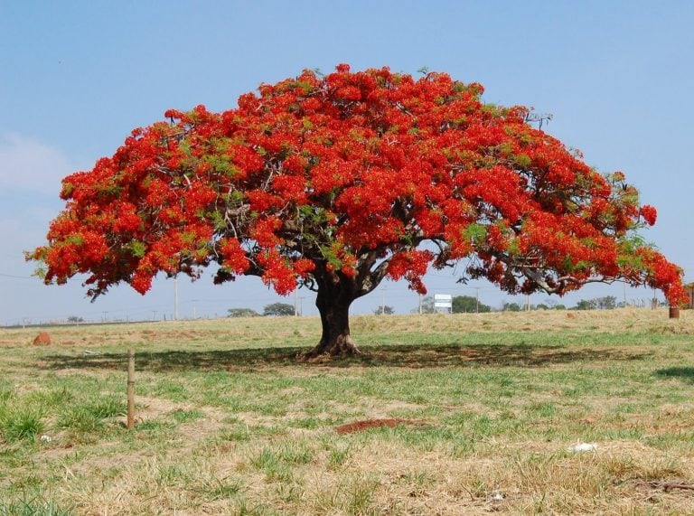 Árbol de chivato