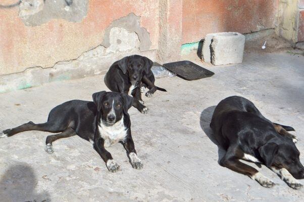 Al menos 15 perros perdieron la vida por envenenamiento.