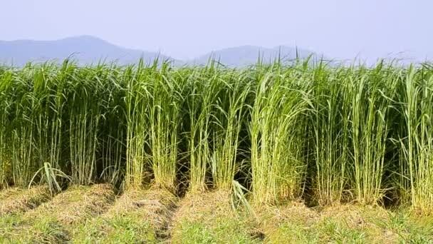 Pasto elefante - (Pennisetum purpureum schumach).
Este especie en particular puede ser encontrada en las regiones Argentina del NOA como Chaco y Formosa