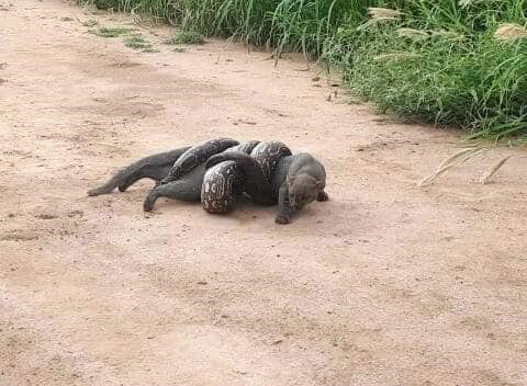 Impresionantes imágenes de una lampalagua tratando de matar un yaguarundí. (Facebook Fernando Barros)