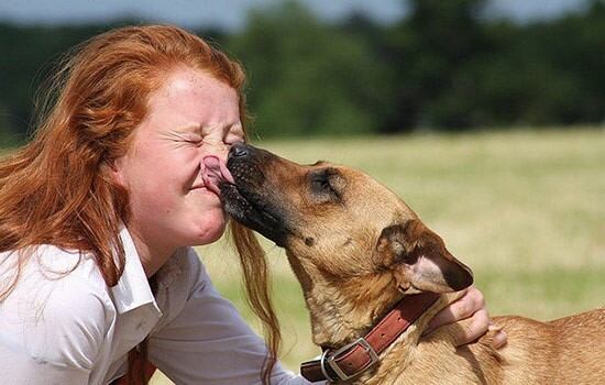 Alarma mundial por un virus que transmiten los perros y podría causar una pandemia mundial