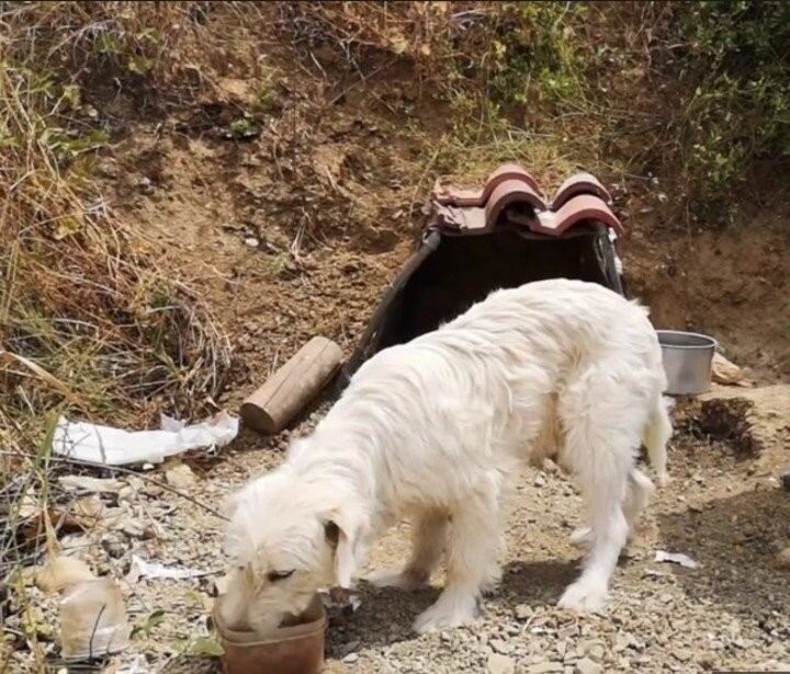 El perro que lleva un año y medio esperando a su dueño en el lugar donde murió