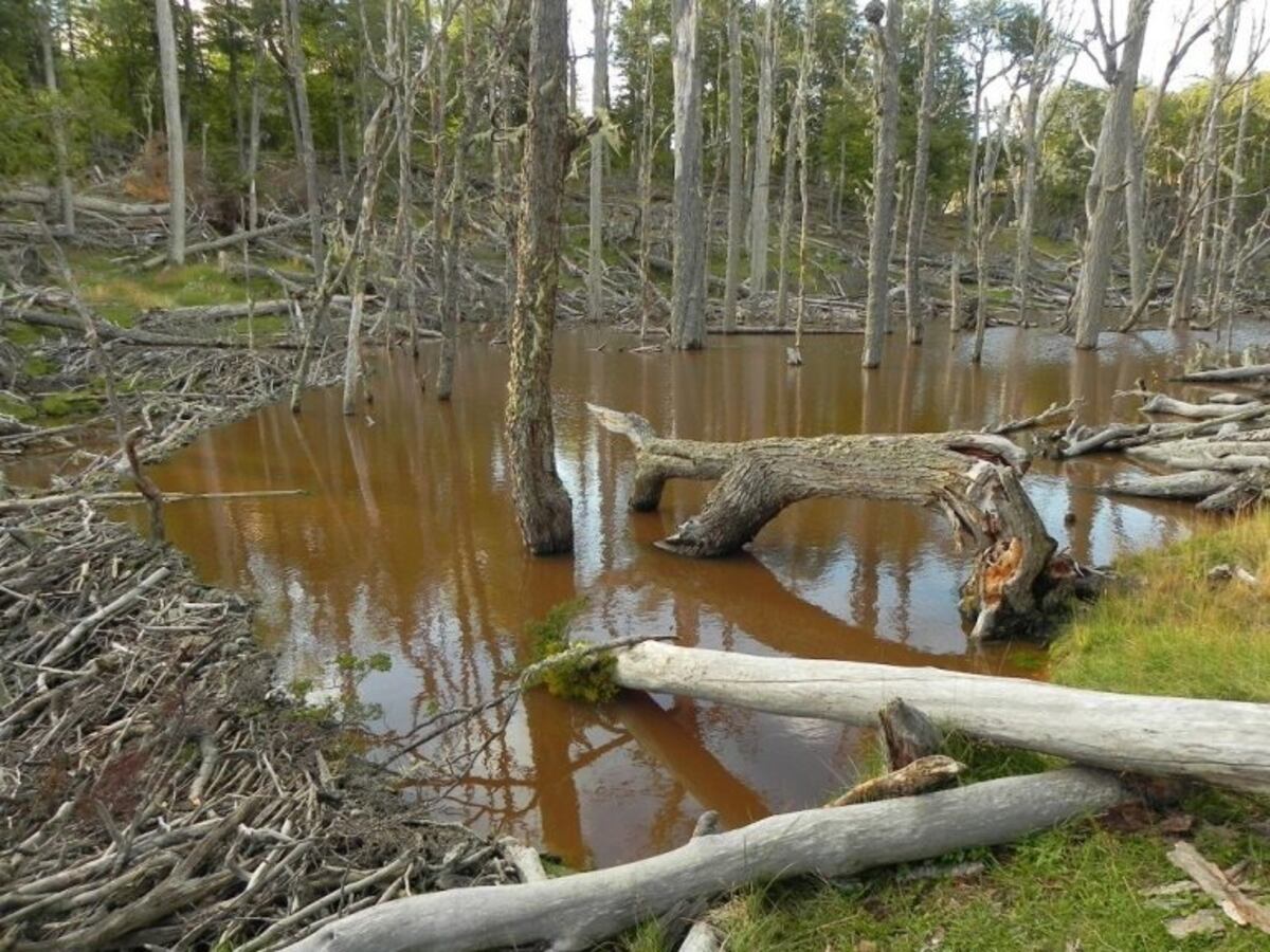 Controles poblacionales de castores en la Reserva Provincial Laguna Negra
