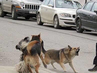 Una jauría de perros.