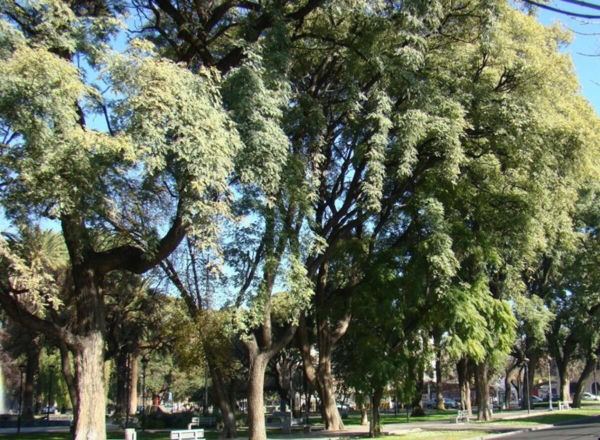 El censo del arbolado público comenzarás el 4 de noviembre