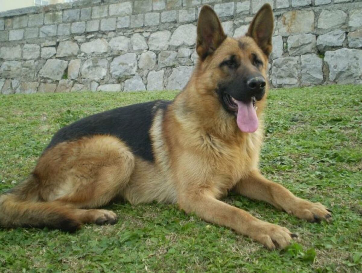 Por qué se celebra el 2 de junio el Día Nacional del Perro