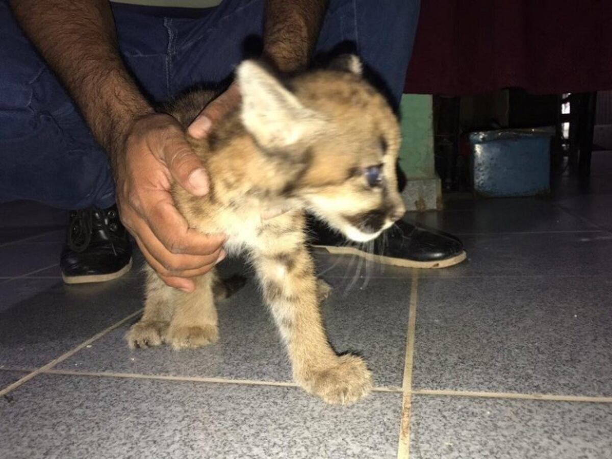 Rescataron un pumita que tenía una familia como mascota