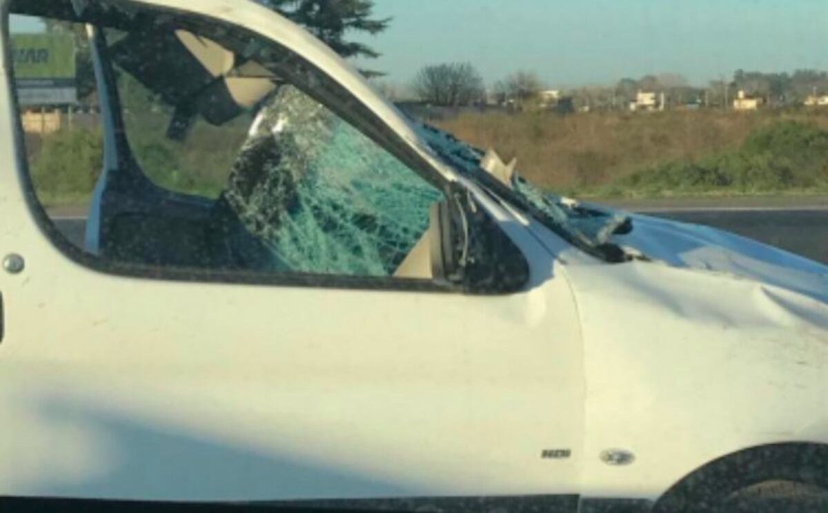 Caballo en la autopista provocó choque en cadena con siete vehículos involucrados