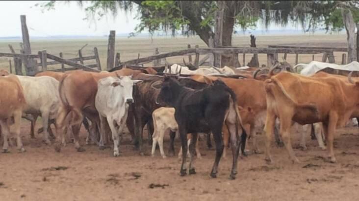 Vacas de raza apta o cruza para sectores mas culurosos 
