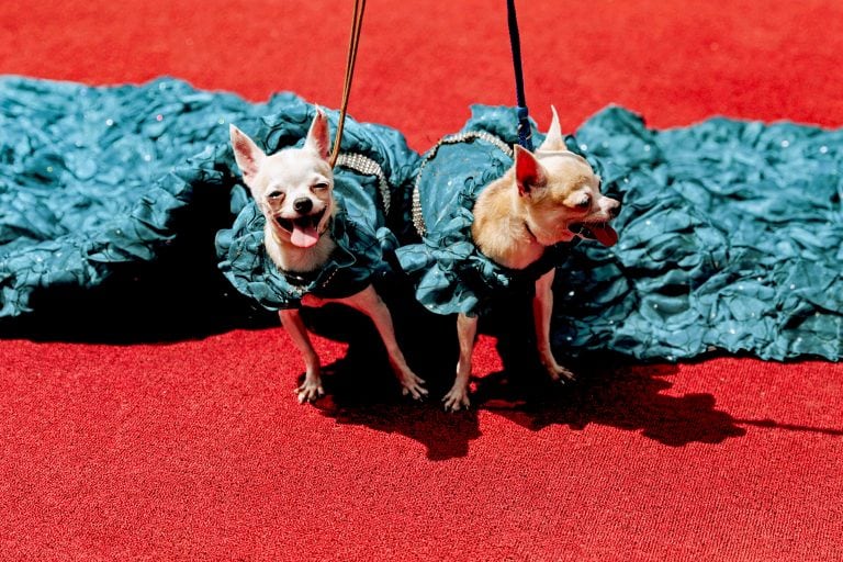 Chihuahuas en World Animal Day - Octubre  4, 2019. (Fotografía: Eloísa López )