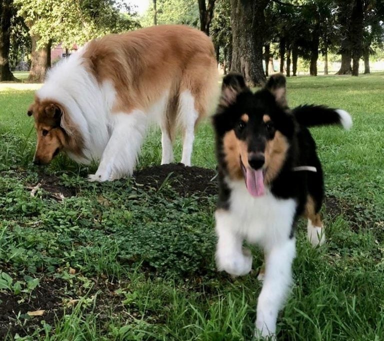 Prócer, el hijo de Dylan perro de Alberto Fernández (@dylanferdezok)