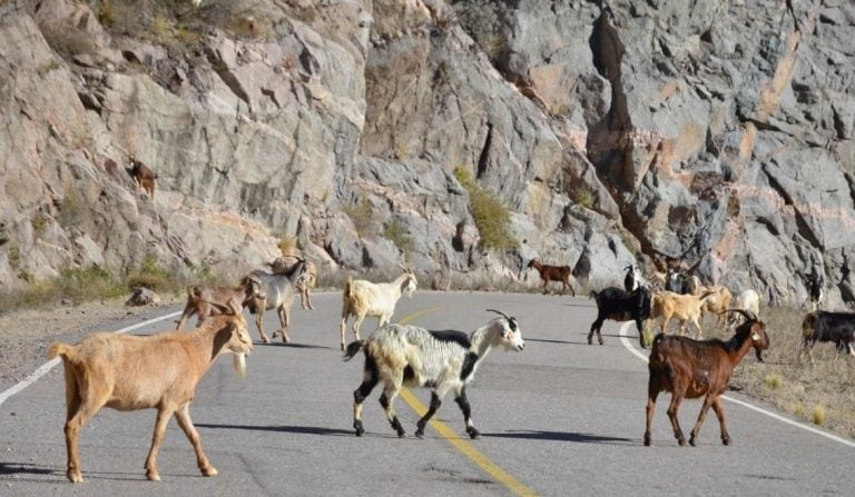 Fue ayer a la tarde, en el kilómetro 30 de la Autopista 25 de Mayo, jurisdicción de la comisaría de Villa de la Quebrada. Foto: El Diario de la República.