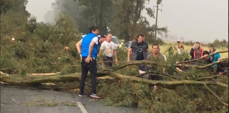 La tormenta dejó árboles caídos en varios puntos de la ciudad