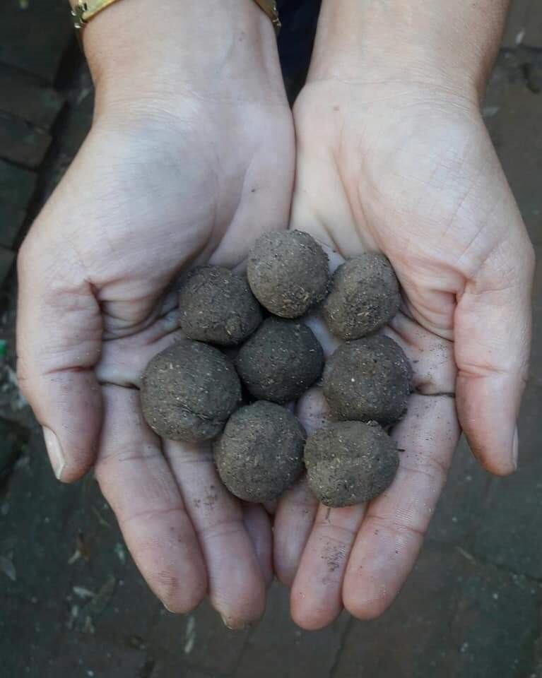 Las "bolitas de vida" hechas por Sandra y esparcidas en zonas serranas. (Foto; gentileza Sandra López).