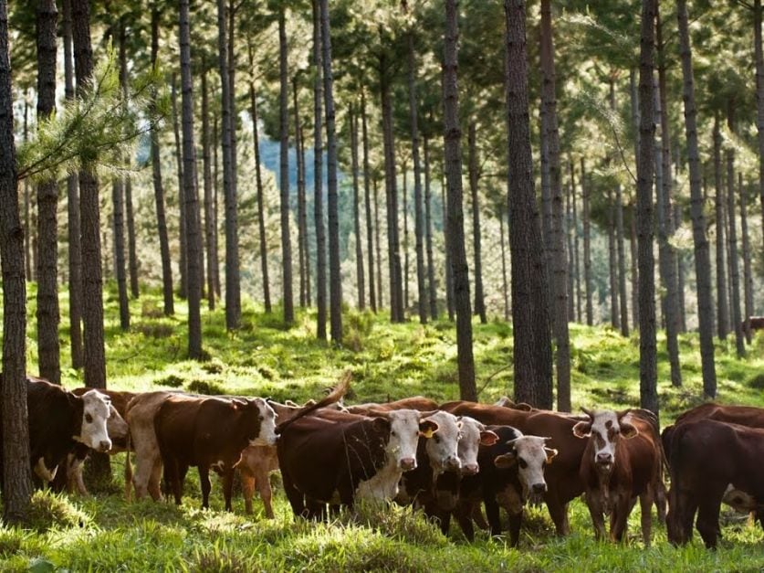 Ecobosques ganaderos