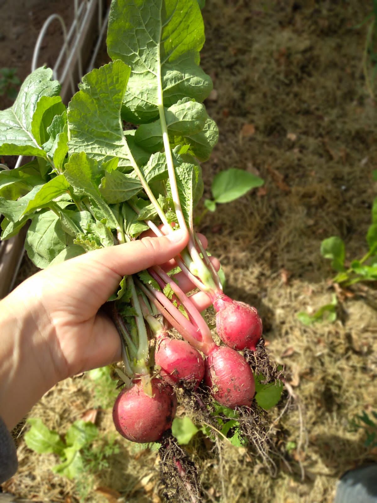 Hace 3 años que los dos jóvenes tienen la huerta en casa. El instagram nació un tiempo después.