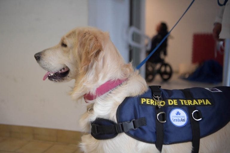 Lola y Zoe, las perritas de la División Canes de la Policía que ayudan en su terapia a chicos con discapacidad. (Prensa Gobierno)