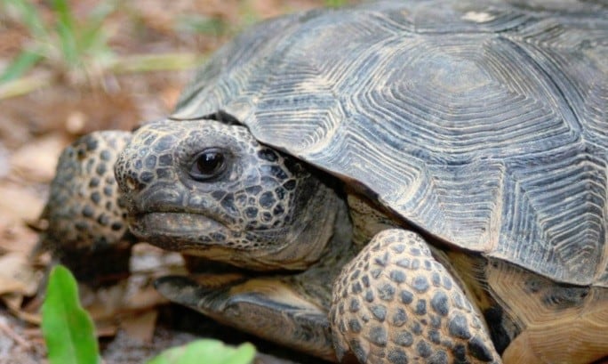 Tortuga de tierra argentina (Chelonoidis chilensis).