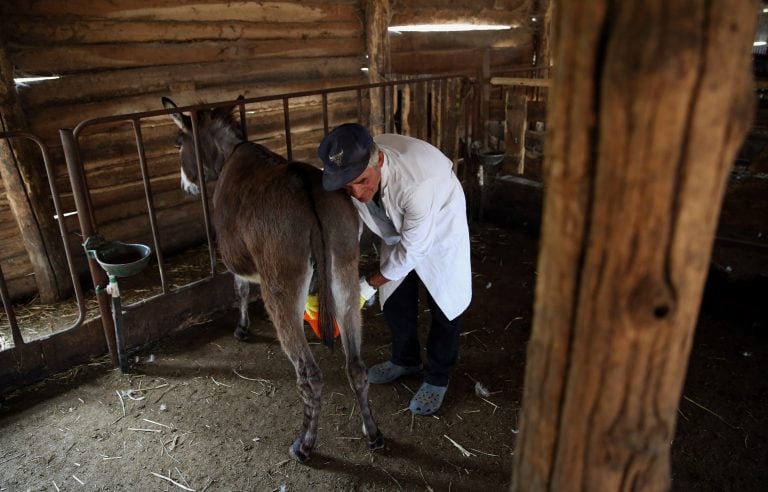 La leche de burra ha demostrado alta eficiencia .