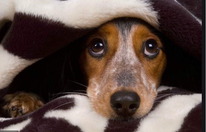 Desde el grupo de "Los amantes de perros salchichas" convocan a una tarde de concientización sobre el uso de pirotecnia de estruendo.