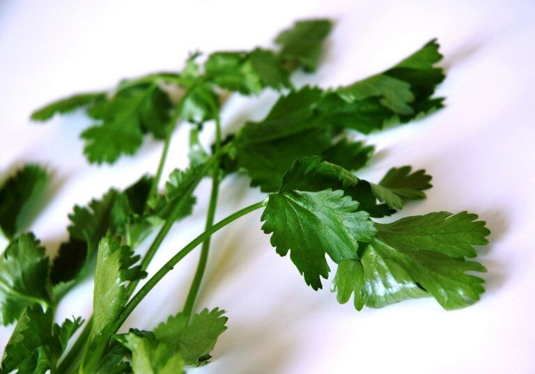 Cilantro