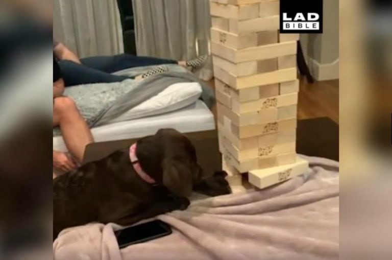 Paso 2: la cachorra de labrador comienza a empujar una de las piezas con su pata (Instagram/missremingtonbear)