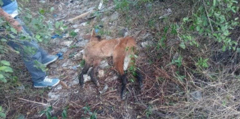 Mataron a un aguará guazú, un animal que está en peligro de extinción en Chaco (Foto: Diario Chaco)