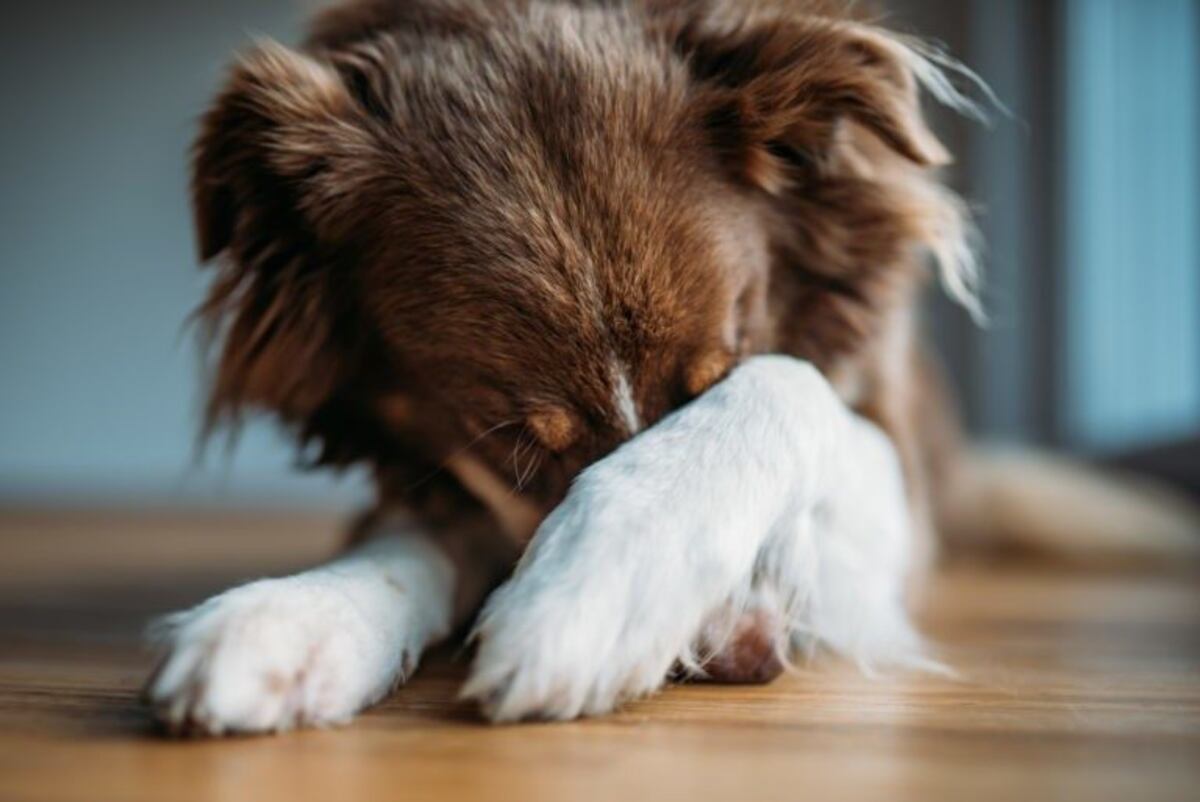 Juega a las escondidas con su mascota y la reacción del perro es imperdible