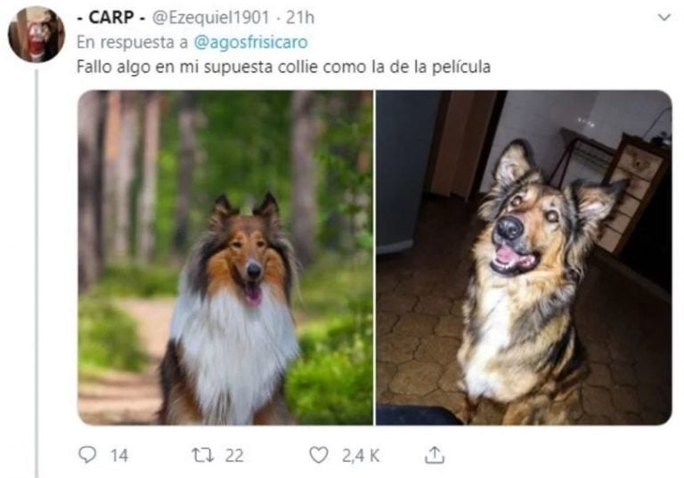 El hilo sobre perritos que iban a ser de raza, pero no. (Foto: captura Twitter)