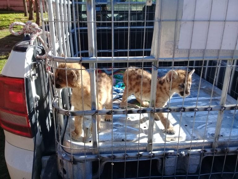 Cachorros de puma rescatados