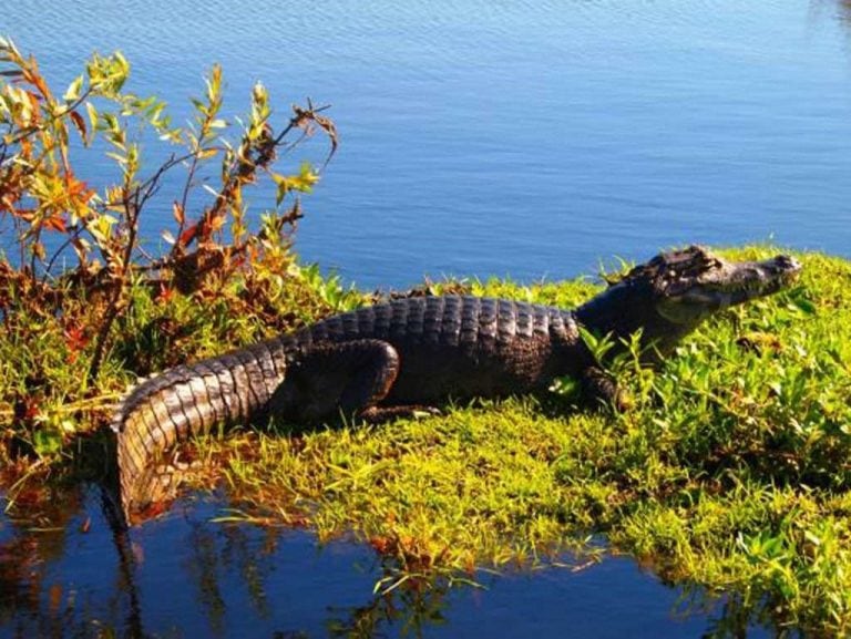 Parque Nacional Iberá a un año de su creación