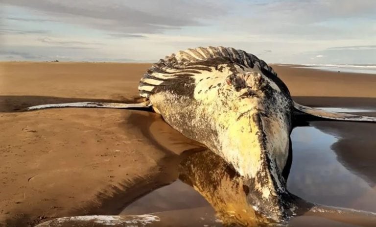 Ballena en Coronel Dorrego (Gentileza PNA)