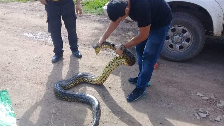 Monzón reconoció que “en estos días calurosos estamos saturados de pedidos de ayuda porque la gente se asusta cuando vé animales silvestres, sobre todo si se trata de reptiles".