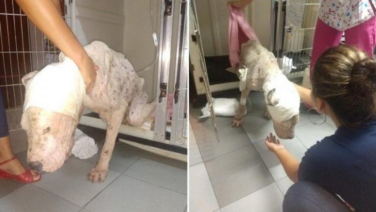 Goku, el dogo argentino que no pudo sobrevivir al inhumano abandono que lo llevó a atravesar horribles padecimientos.