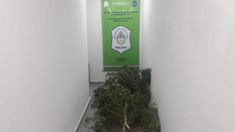 Allanaron una vivienda y encontraron plantas grandes de marihuana