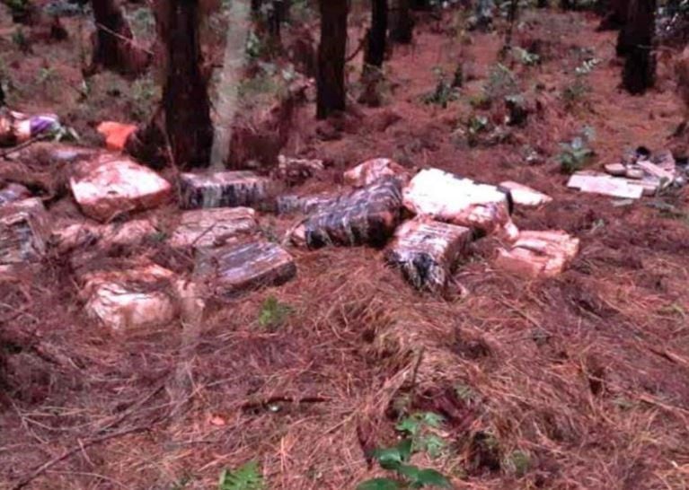 Decomisaron más de dos mil kilos de marihuana en un pinar de Puerto Libertad. (Foto: Prefectura)