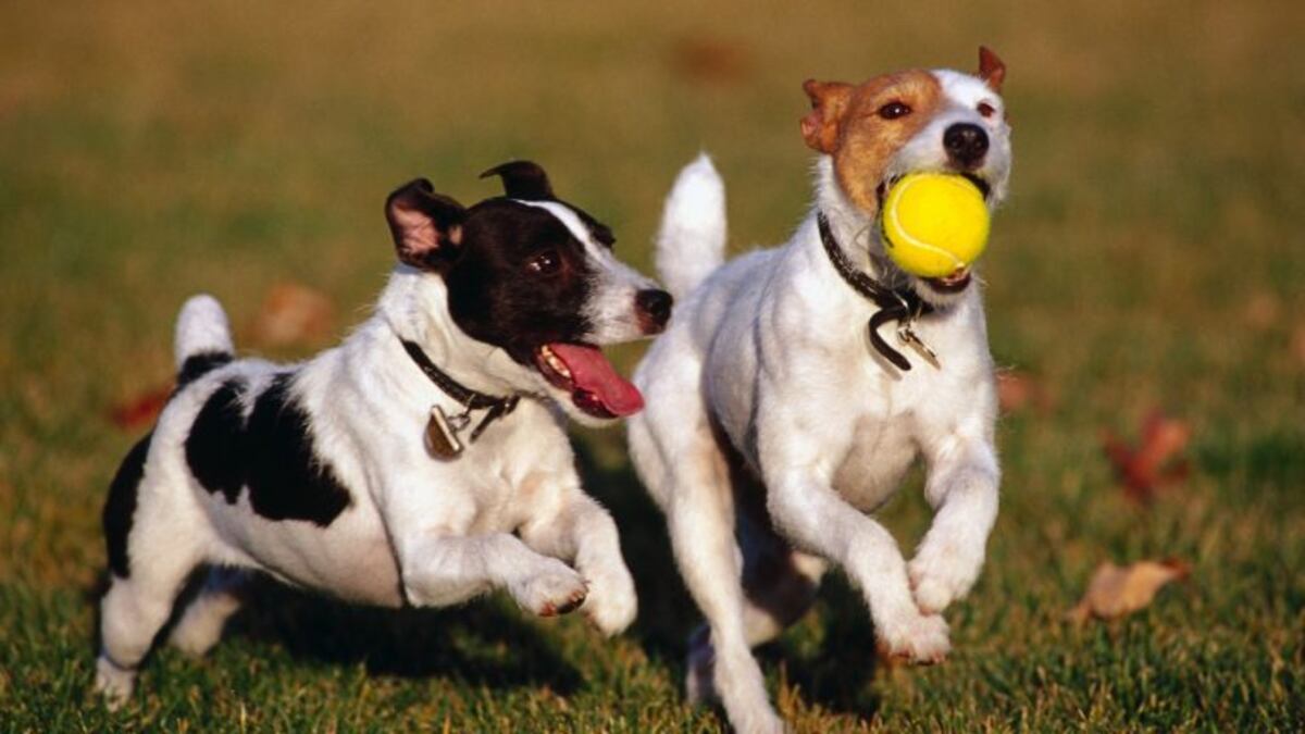 Construyen una plaza exclusiva para perros en Neuquén