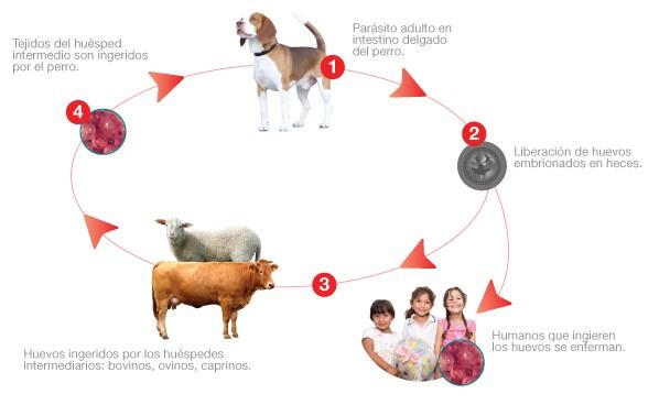 Combate de la hidatidosis